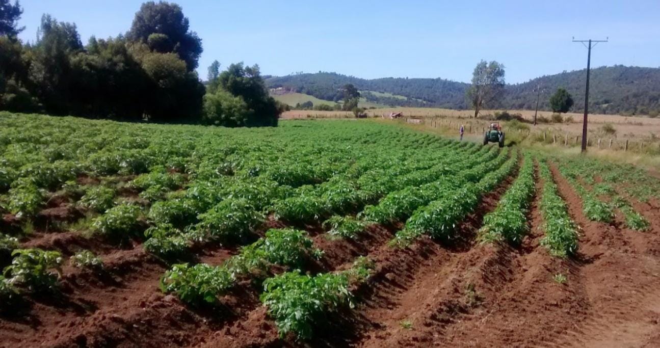 Papa Sureña Background