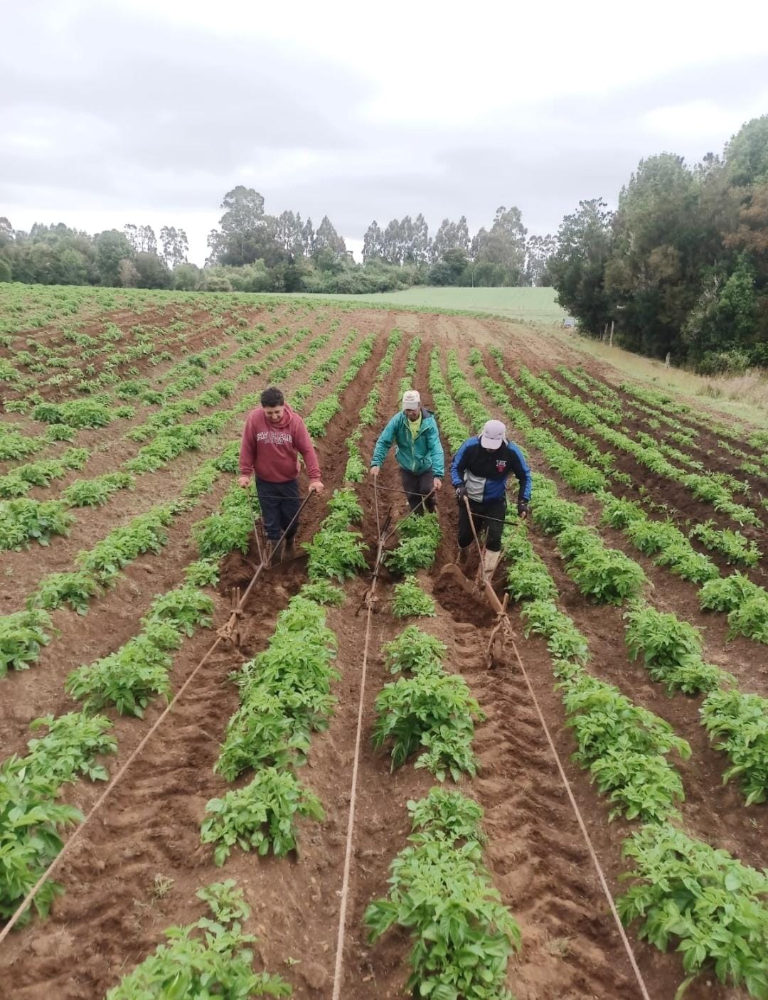 Papa Patagonia - Calidad Premium