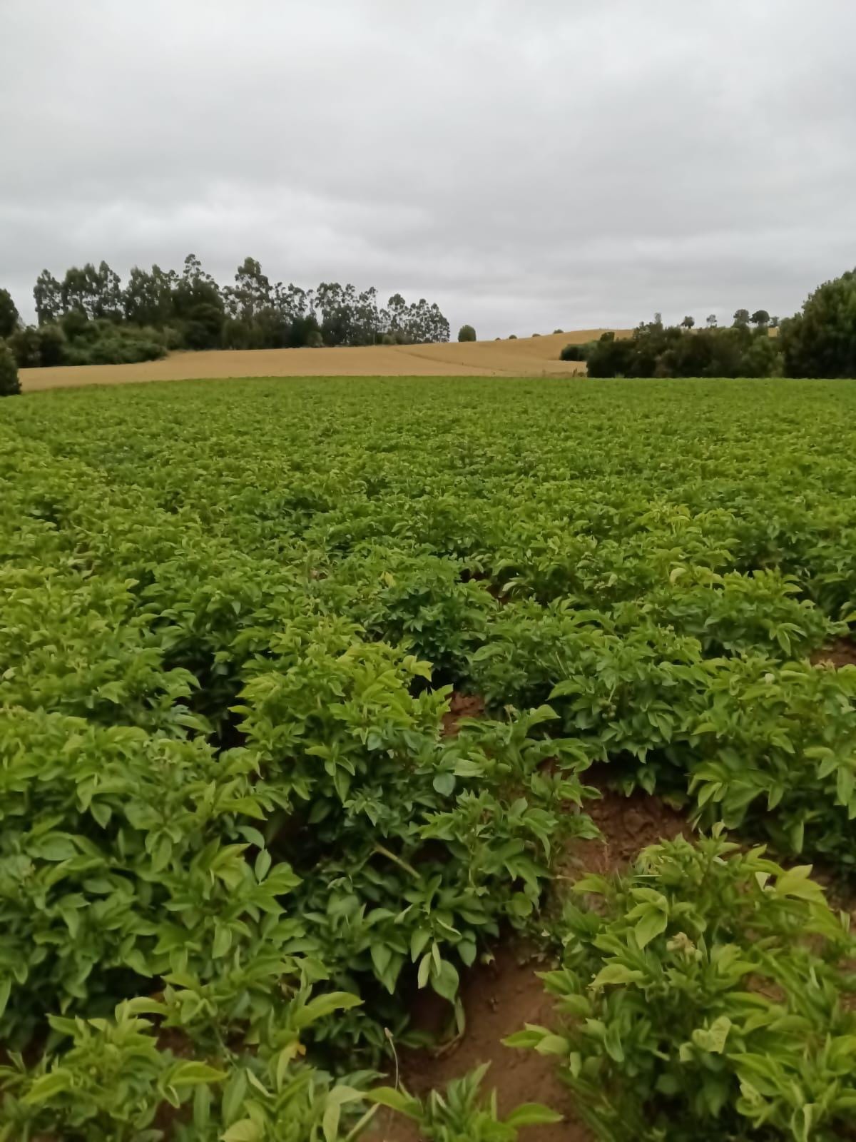 Papa Patagonia - Producción Certificada